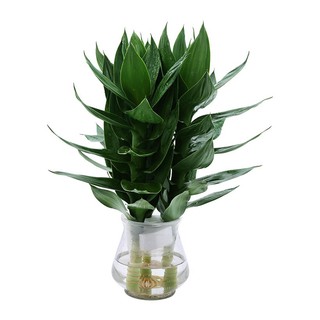 Chậu cây phát tài phát lộc 3 thân trồng thủy sinh trang trí nhà bàn làm việc