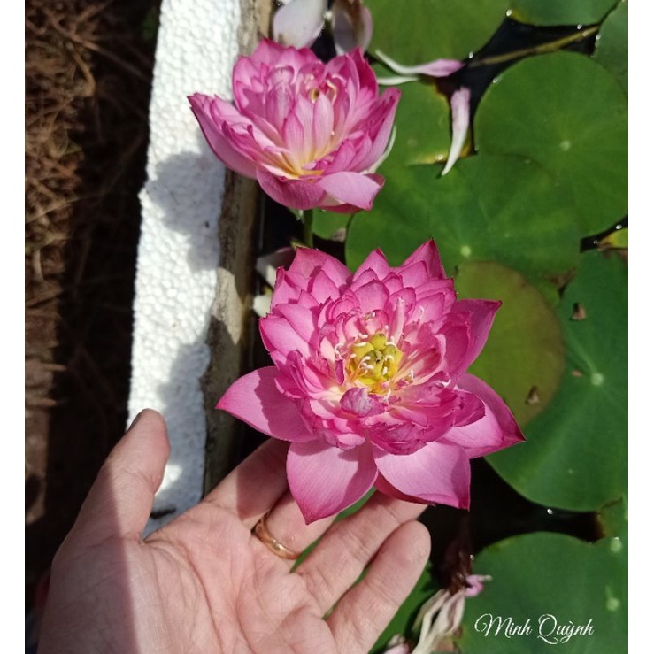 Củ sen mini Super pink