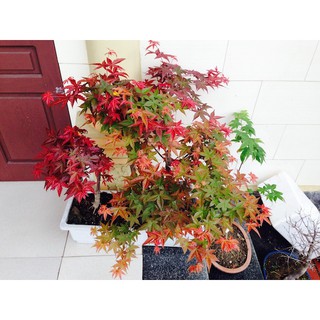 BỘ SẢN PHẨM PHONG LÁ ĐỎ