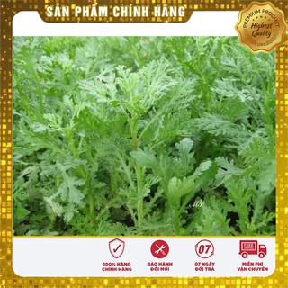 Hạt giống rau cải cúc Tẻ dễ trồng goi 20 gram
