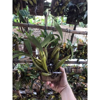 🍀BAO CHẤT🍀Hoa Lan Sơn thủy tiên đang nụ ( bảng sẵn treo giá rẻ nhất)