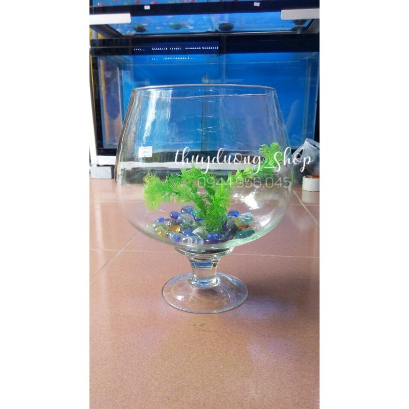 Bể Cá thủy tinh mini để bàn - Bể cá phong thủy trang trí decor