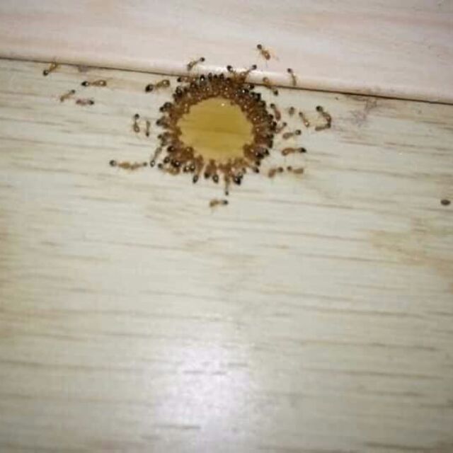 Thuốc diệt kiến gián thần thánh Huyền Chi Ngọc