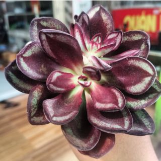 Echeveria Benitsukasa size 9-10cm