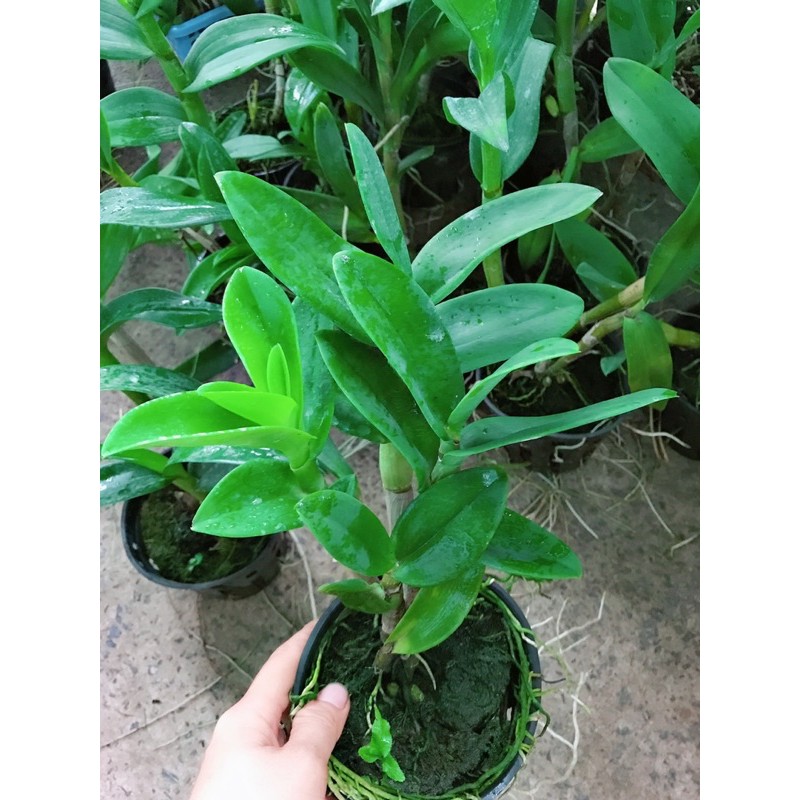 Hoa Lan Denro Lavender cây đang nụ