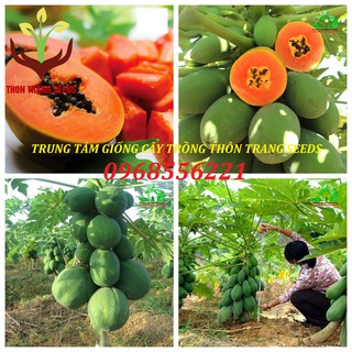 Cây giống Đu đủ Đài Loan ruột đỏ