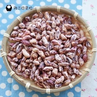 Hạt giống Lạc màu sắc