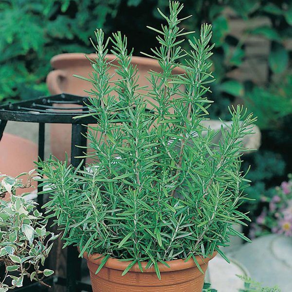 Hạt Giống Hương Thảo - 20 Hạt