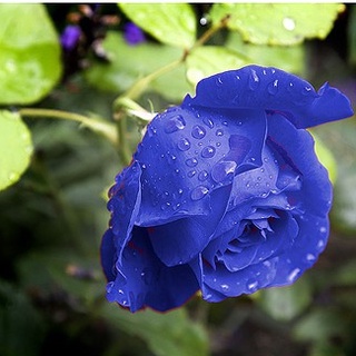 Hạt Giống Hoa Hồng Xanh