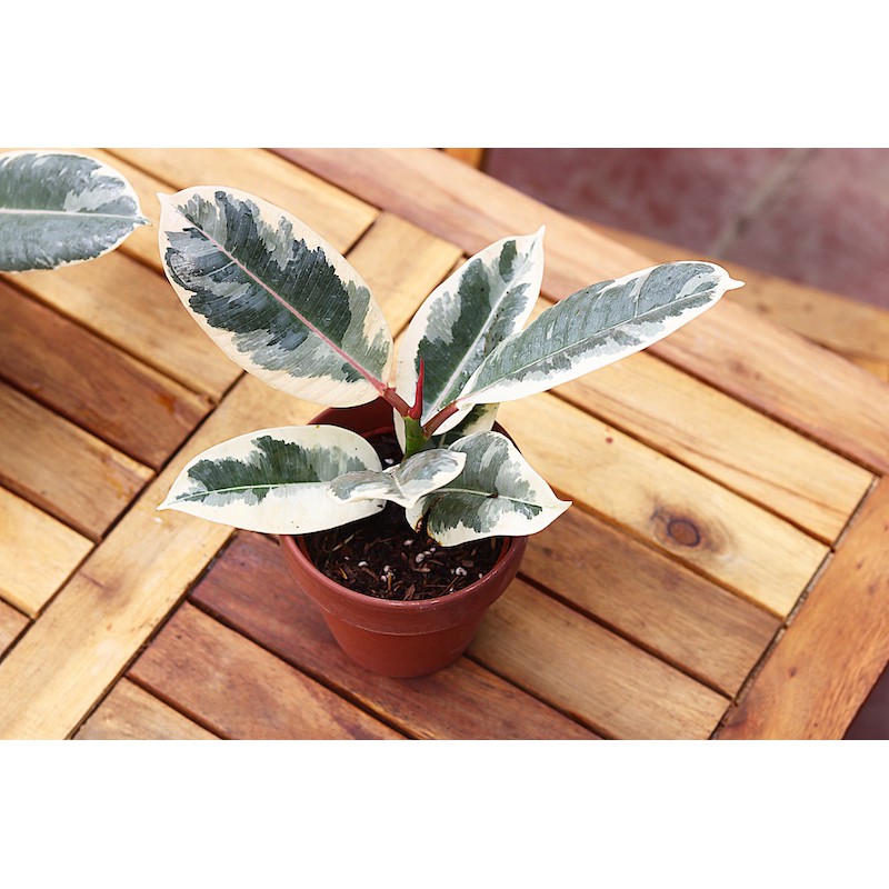 Cây Đa Cẩm Thạch Sô Cô La (Marble Rubber Tree, Ficus Elastica Tineke) > 25cm