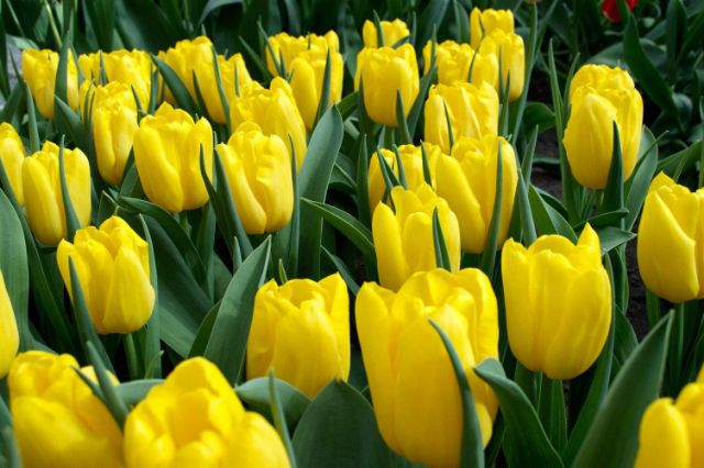 Củ hoa tulip màu vàng đẹp lung linh trồng tết