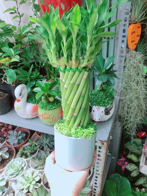 Chậu Trúc Phát Tài