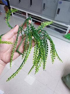 Cỏ cân thanh lý 100k/kg