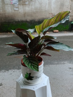 Chậu Đuôi Công Tím