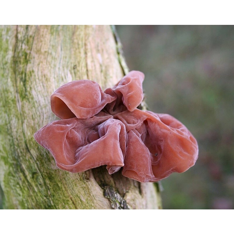 NẤM MÈO KHÔ - MỘC NHĨ ĐEN LOẠI TO DÀY LOẠI 1