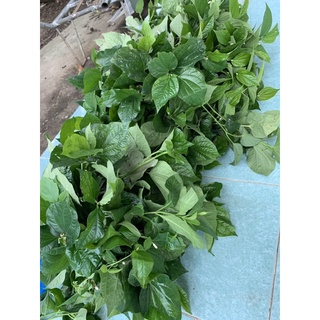 Lá Lốt Tươi 30k/500gr