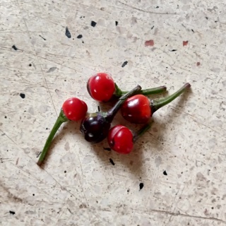 5 Hạt Ớt Purple Pepper