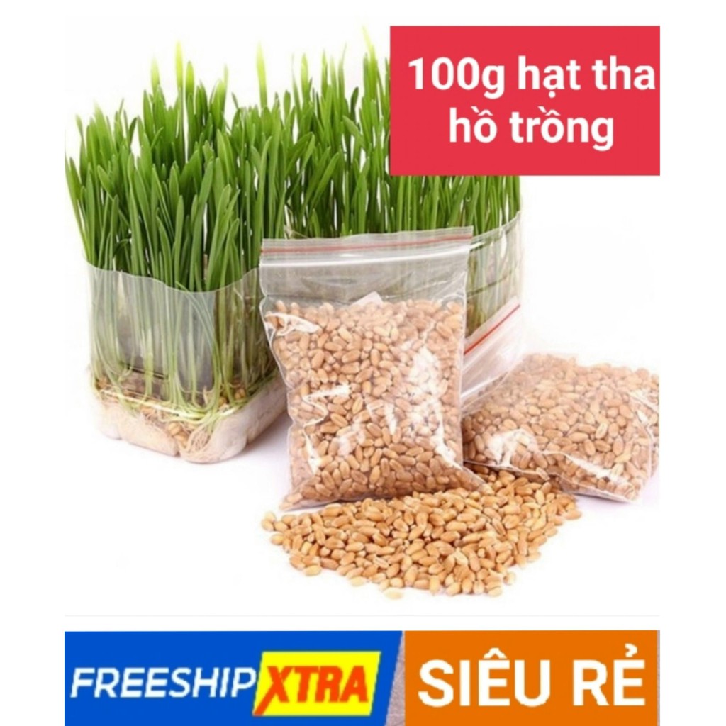 100Gr Hạt Giống Cỏ Mèo Wheatgrass - Cỏ Lúa Mì Đỏ - Hàng loại 1 nảy mầm cao - nảy mầm nhanh