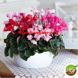 Hạt giống hoa Anh Thảo Nhiều Màu