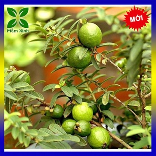 Cây giống ổi Nhật, cây ổi sẻ, cây ổi lá kim khỏe mạnh, xương rồng shop
