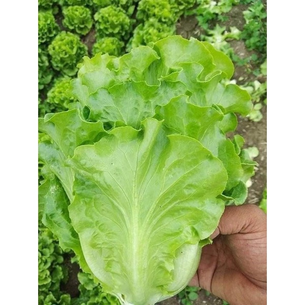 Xà Lách Chịu Nhiệt SanChu