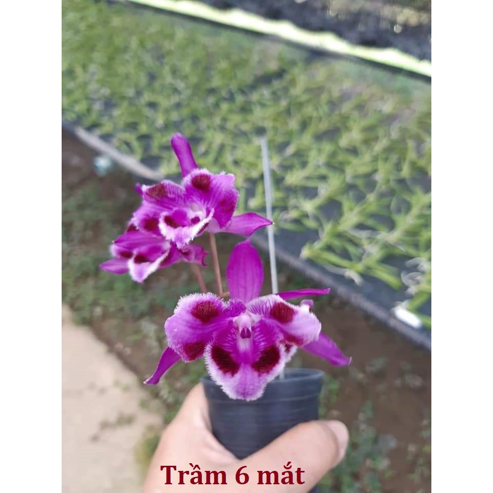 Cây lan trầm 6 mắt