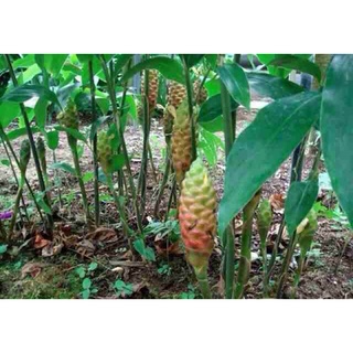 Cây Gừng Gió