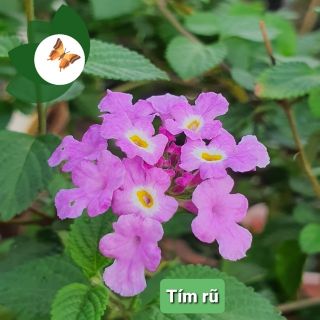 Cây hoa ngũ sắc tím rũ