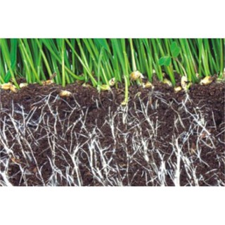 Phân bón siêu ra rễ Root New đậm đặc