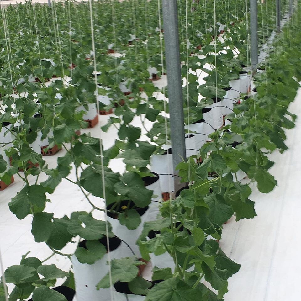 Dây SE Treo Dưa Lưới, Cà Chua