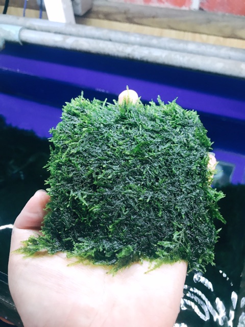 Rêu Mini Spinky - Rêu Thuỷ Sinh Dễ Trồng