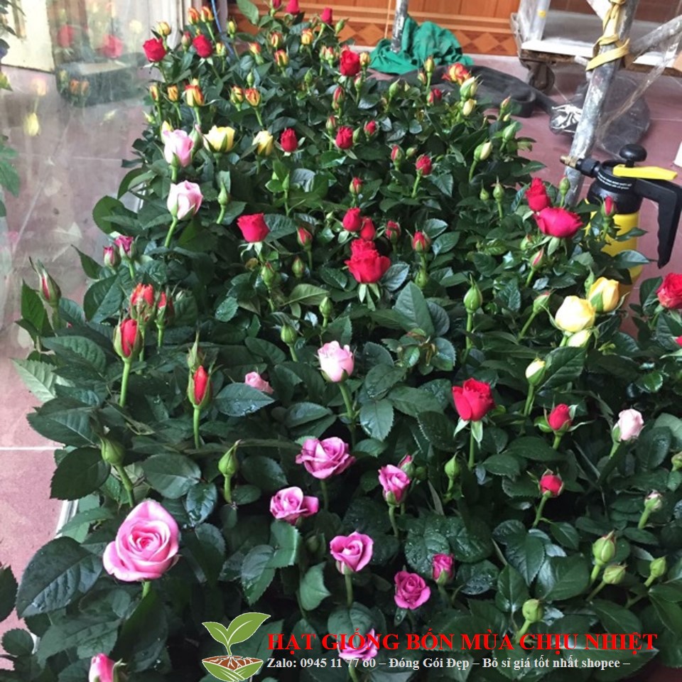 Gói 20 hạt Hoa hồng siêu nụ hoa - hoa đẹp ĐẾN MÙA TRỒNG TẾT luckyseed hạt siêu rẻ