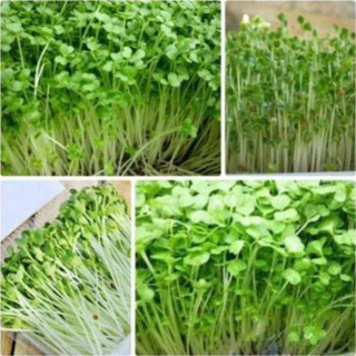 20 gram Hạt giống mầm rau cải mơ LuckyseadTG