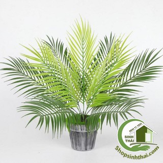 Bụi cây dừa - bụi lá dừa giả cao 50cm