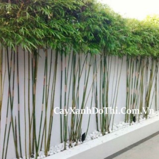 Cây trúc quân tử