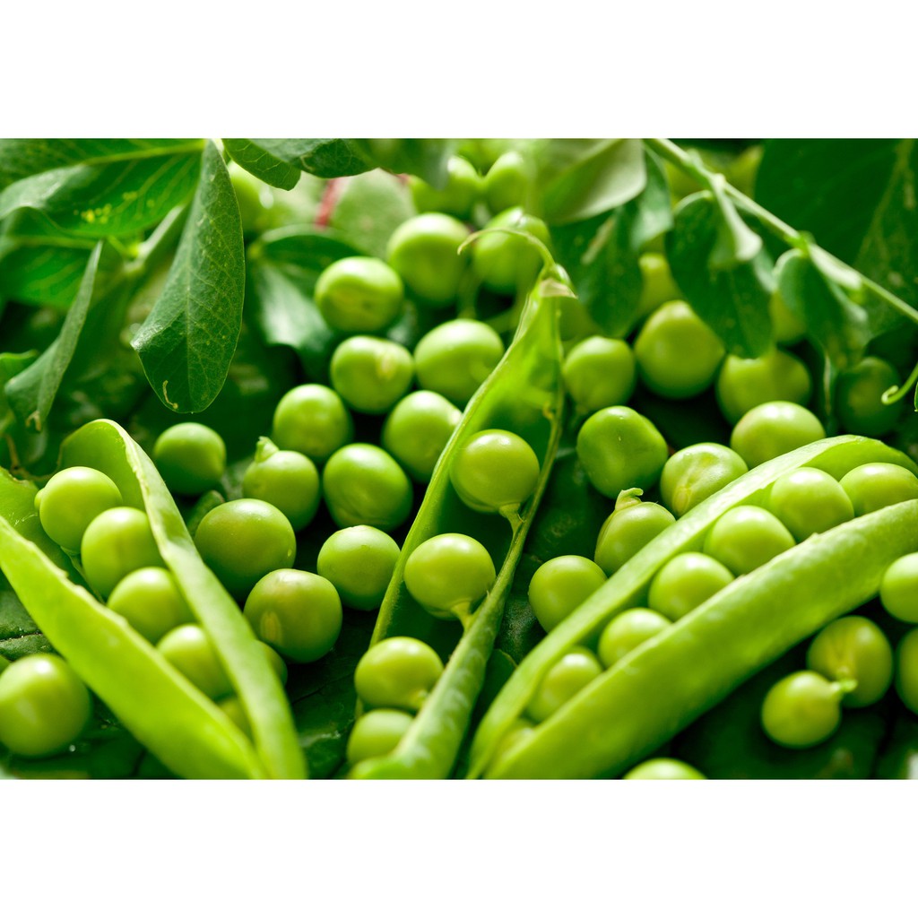 Hạt Giống Đậu Hà Lan Xanh (40 Hạt) - Giàu Dinh Dưỡng, Năng Suất Cao - Mua 3 Tặng 1 Cùng Loại