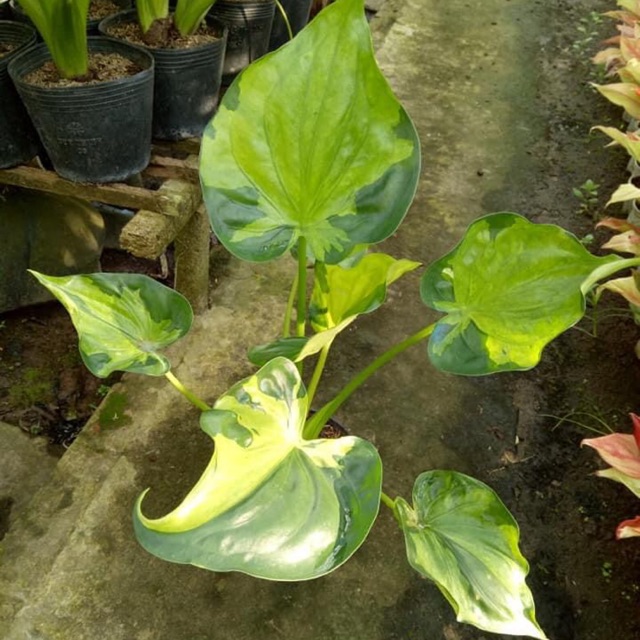 Môn tai phật var - Alocasia Cucullata Varigated