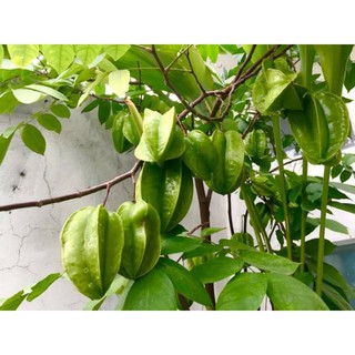 Cây 🌲 Khế Chua... đang trái
