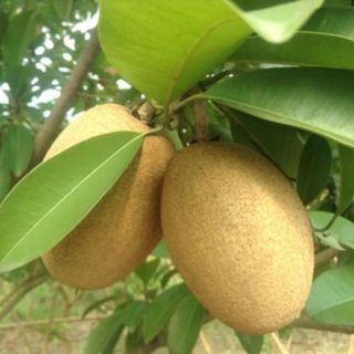 combo 2 Cây hồng xiêm xoài