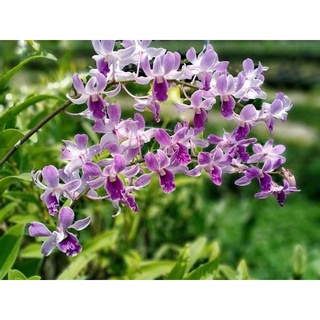 Hoa lan denro tím huế thơm cây trưởng thành chậu phi 12