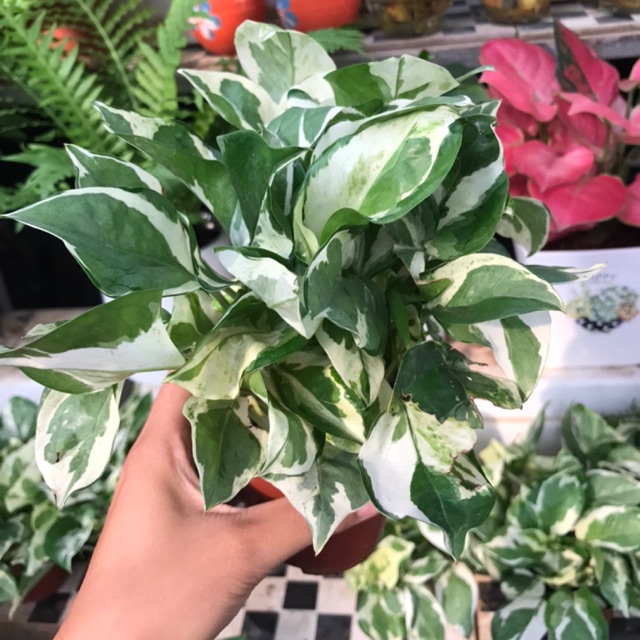 Cây trầu bà sữa - Trầu bà lá đốm