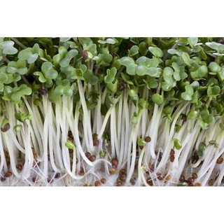 hạt giống rau mầm củ cải trắng 100gr