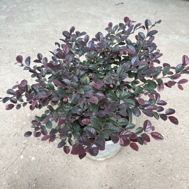 Cây hồng phụng hoa đỏ tán lá xòe đẹp mắt, cây cảnh trang trí sân vườn, ban công và trang trí tiểu cảnh