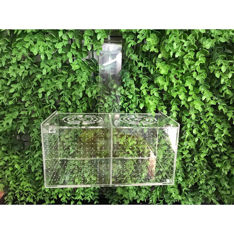 Box tép, Lồng dưỡng tép/ cá treo thành bể 2 ngăn 20x20x10cm