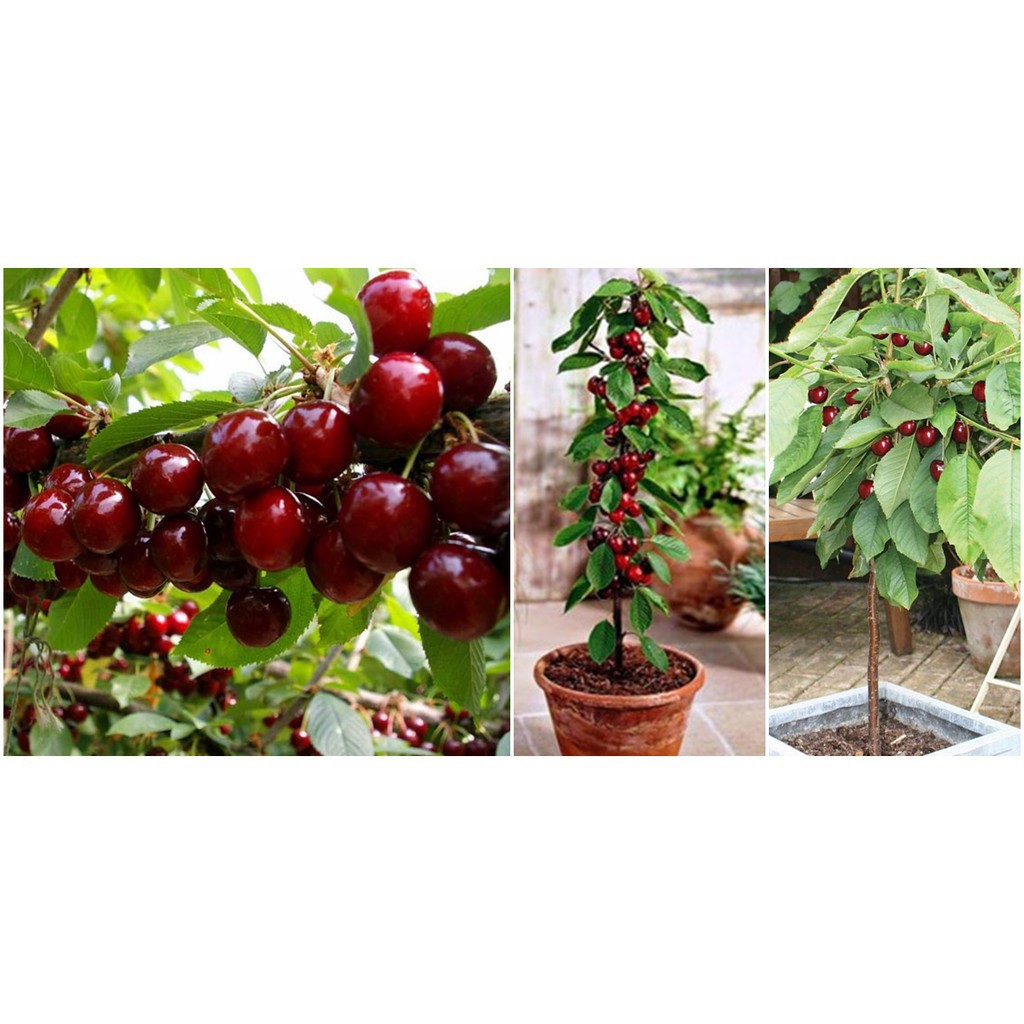 Sản phẩm Cây giống CHERRY Brazil chịu nhiệt - Cây giống F 1- hàng nhập khẩu + Tặng  phân hữu cơ cao cấp