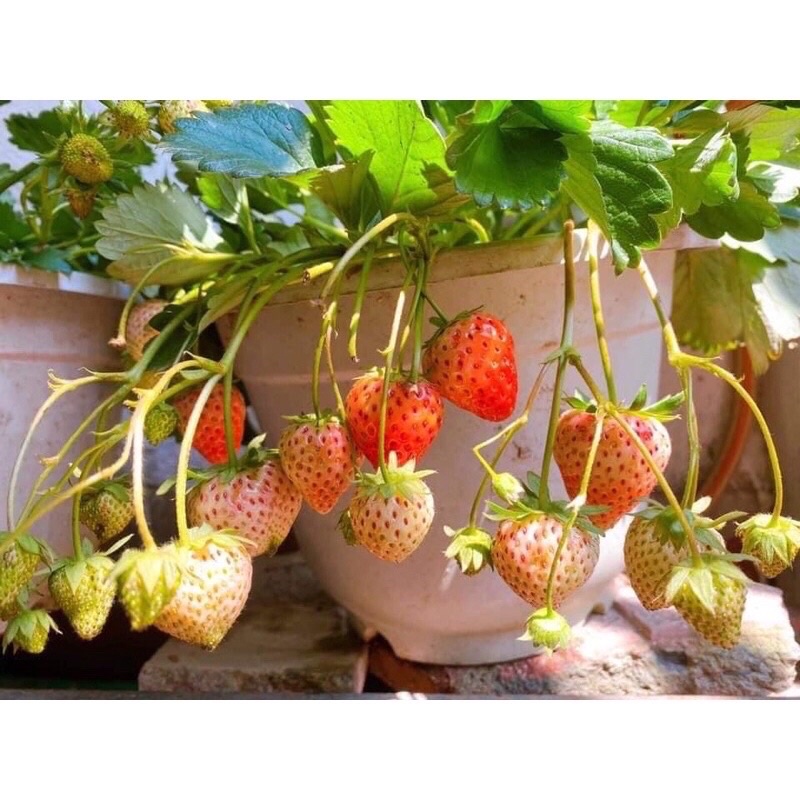 Bầu cây giống dâu tây hana siêu ngọt