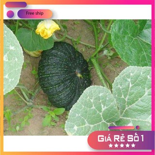 Hạt giống Bí đỏ da cóc F1 (1g)