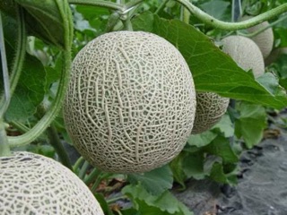 Hạt giống Dưa lưới Siêu ngọt