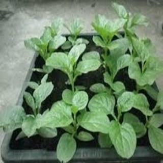 Hạt giống rau mồng tơi - gói 20g