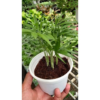 Cây cau tiểu trâm
